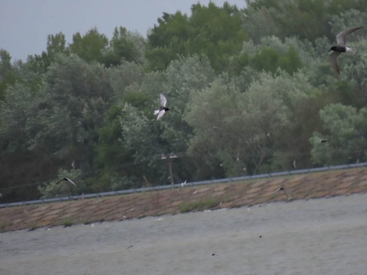 White-winged Tern - ML634350664