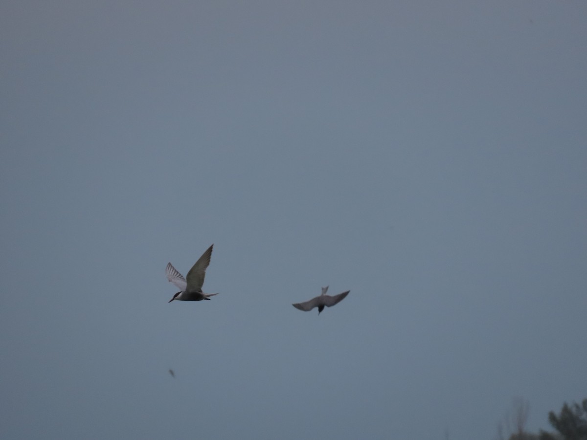 Whiskered Tern - ML634350734