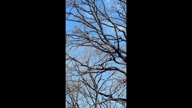 Turkey Vulture - ML634350737