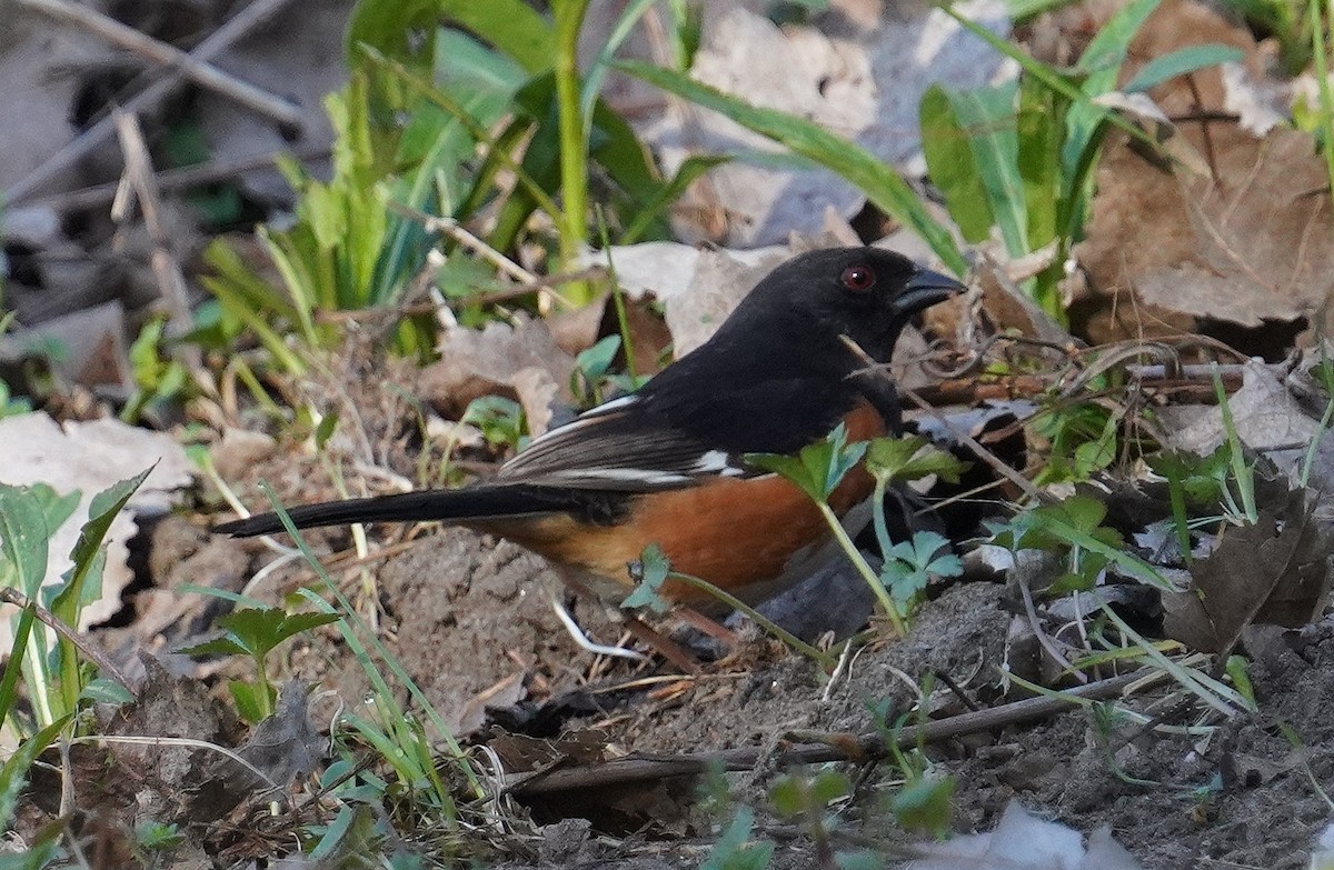 Eastern Towhee - ML634350741