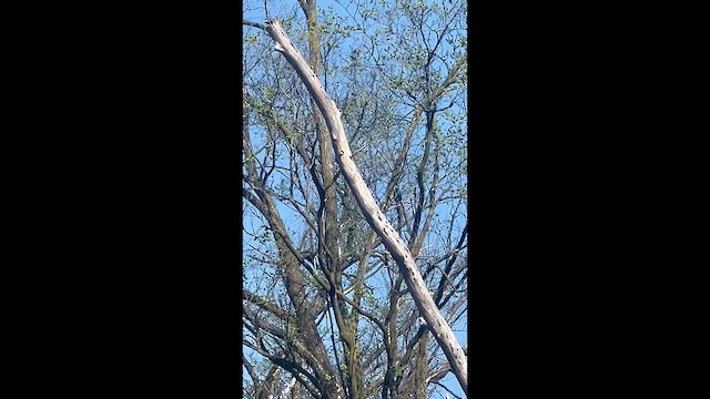 Red-bellied Woodpecker - ML634350770