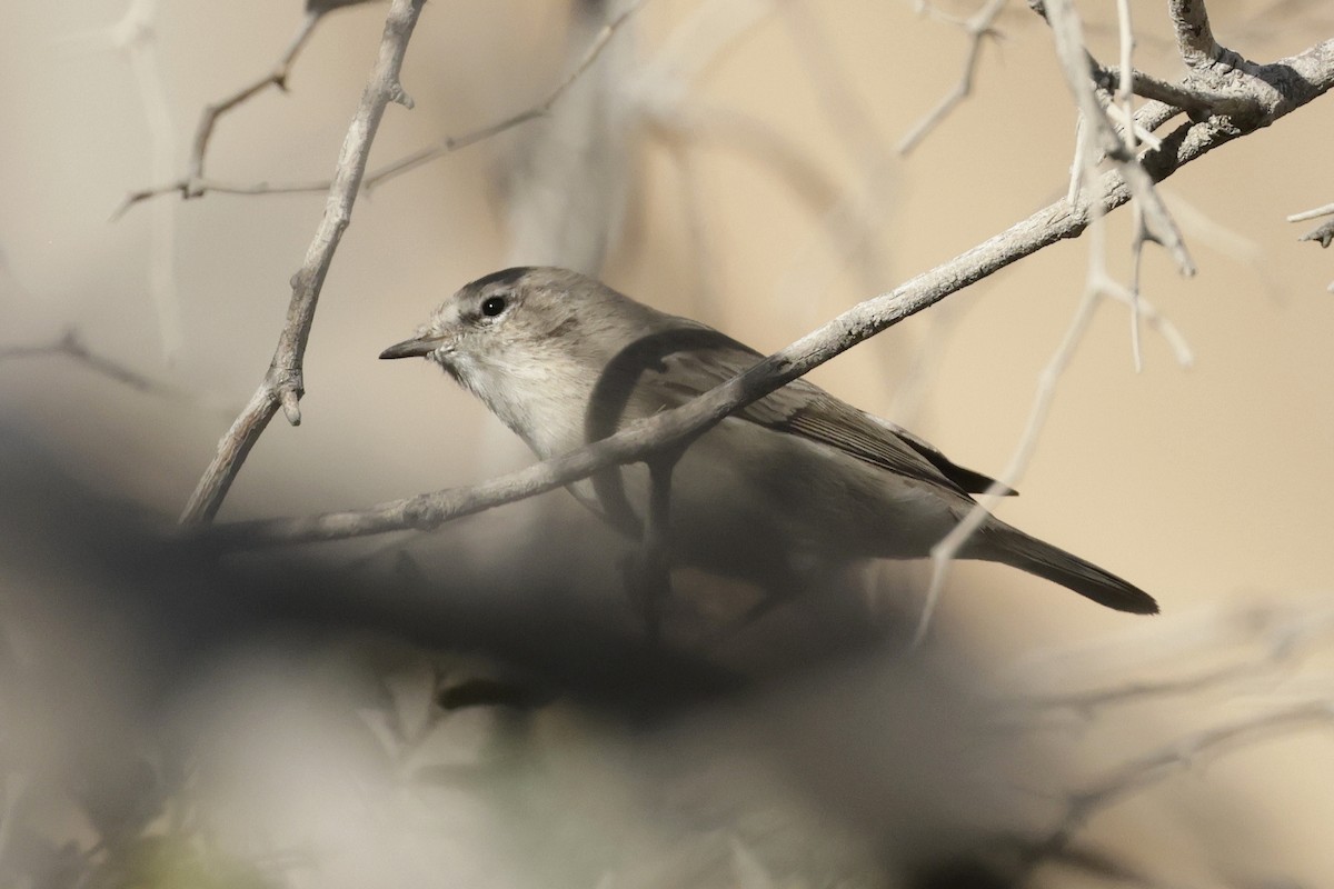 Plain Leaf Warbler - ML634350865