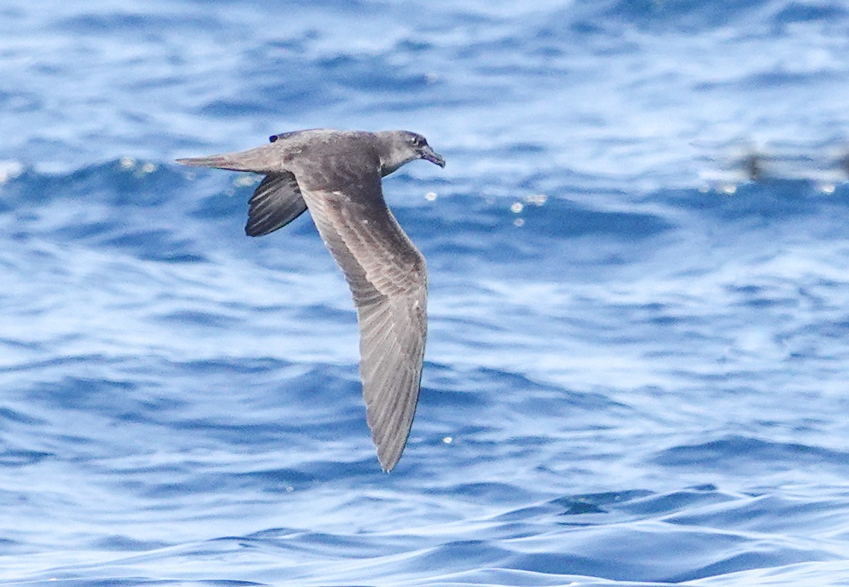 Jouanin's Petrel - ML634350925