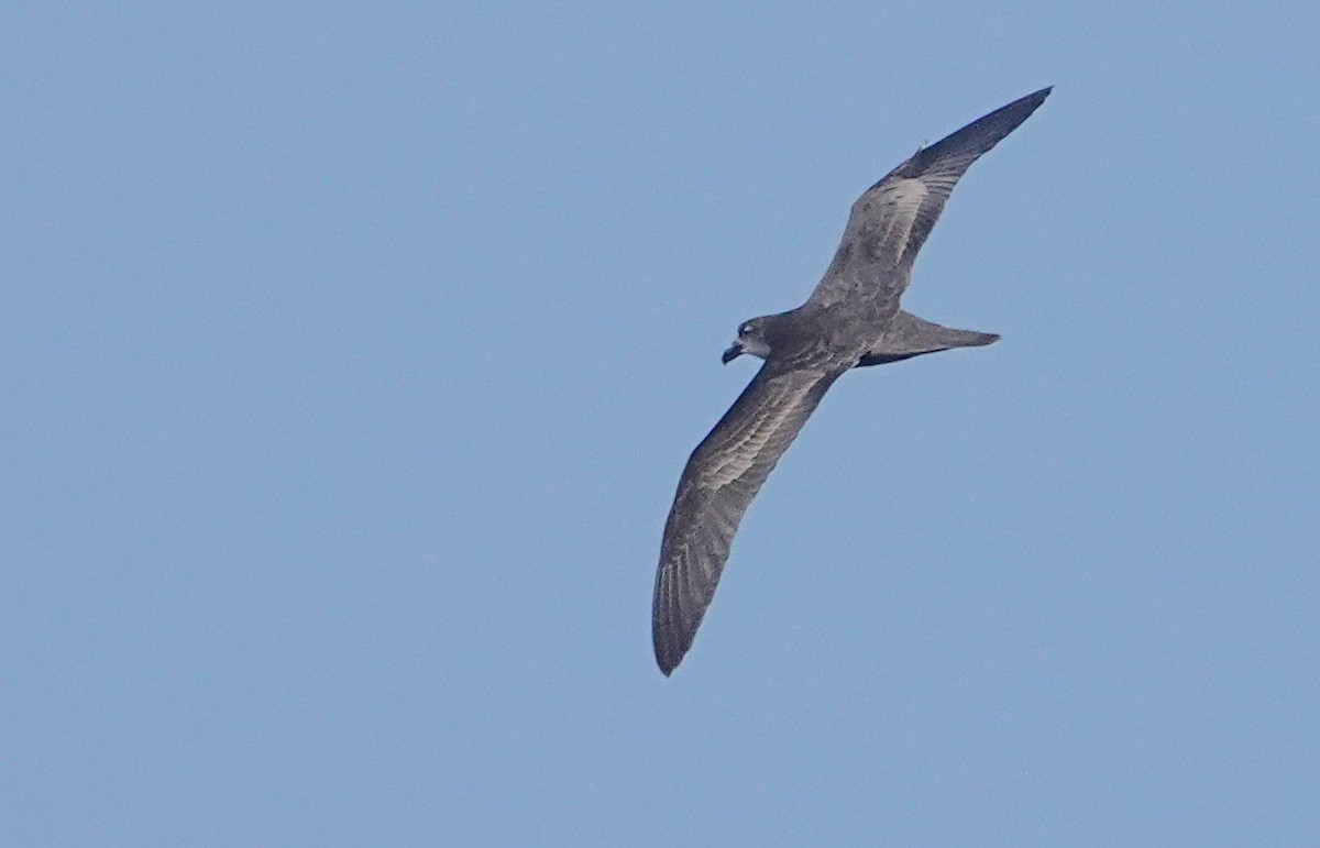 Jouanin's Petrel - ML634350926