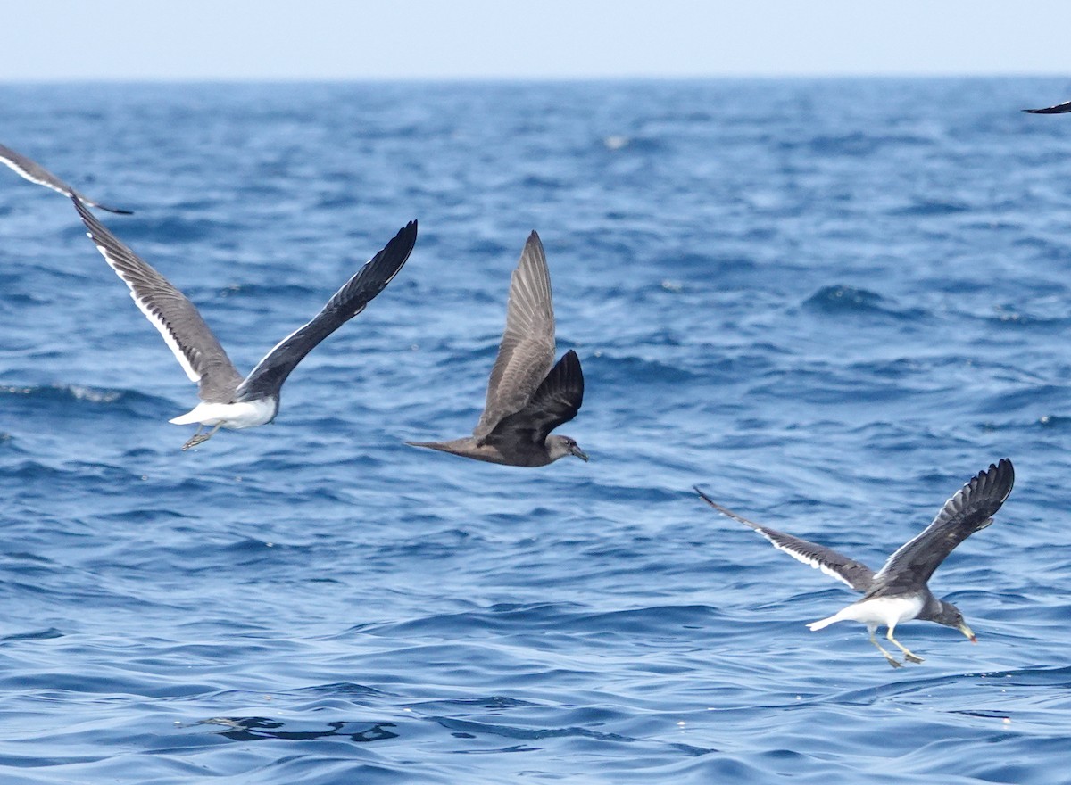 Jouanin's Petrel - ML634350928