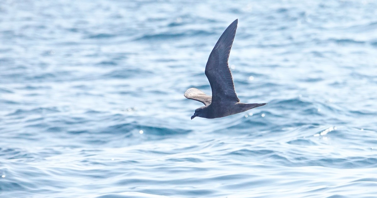 Jouanin's Petrel - ML634350929