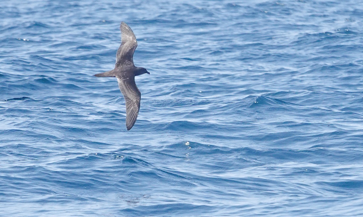 Jouanin's Petrel - ML634350930