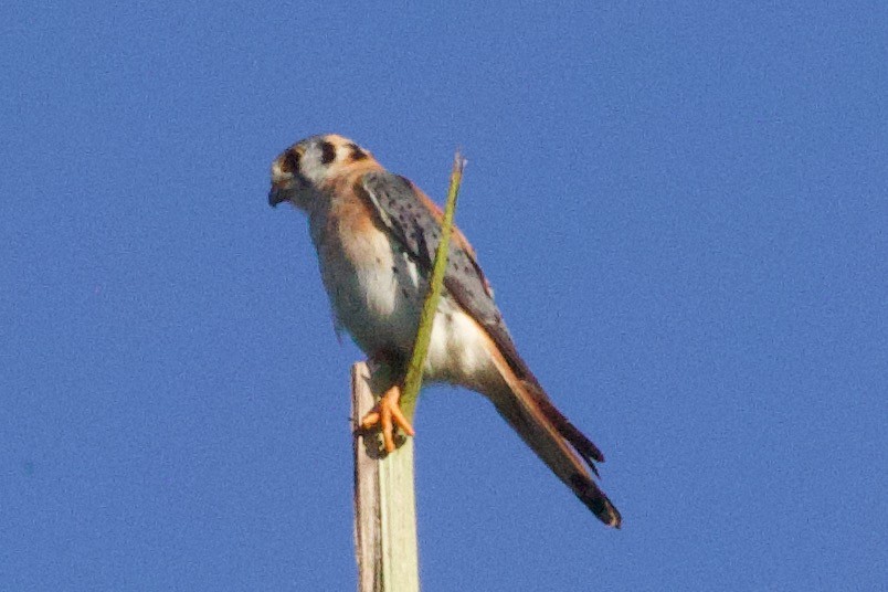 American Kestrel - ML634351008
