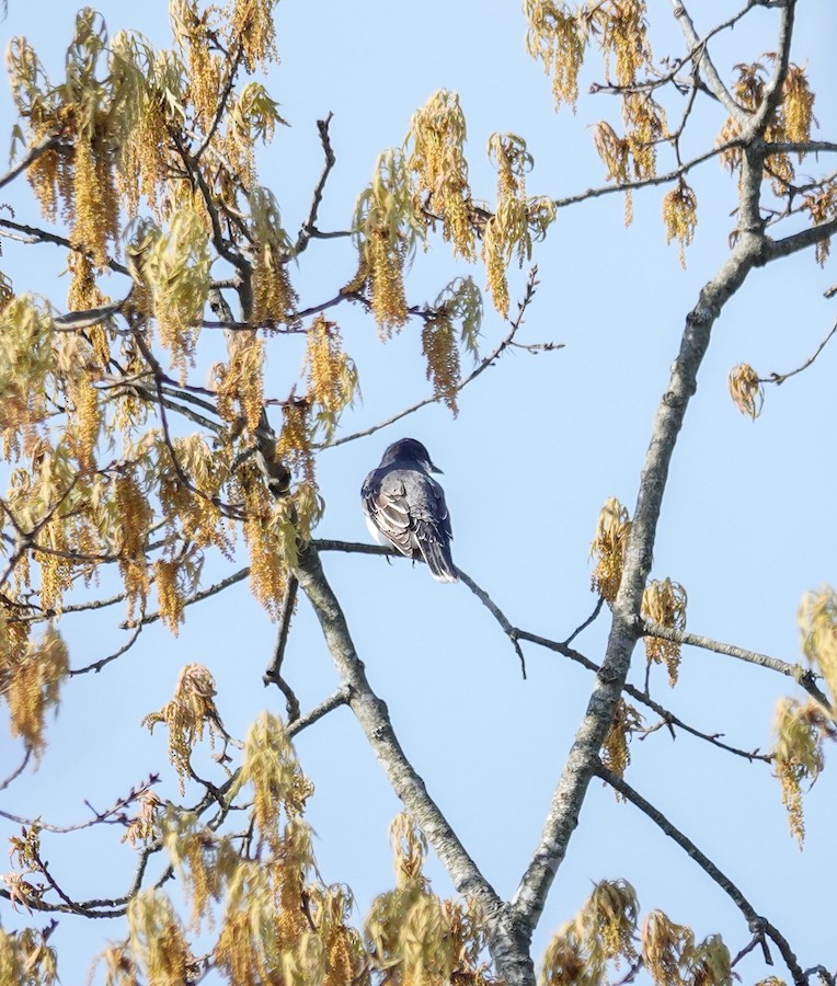 Eastern Kingbird - Kathleen Horn