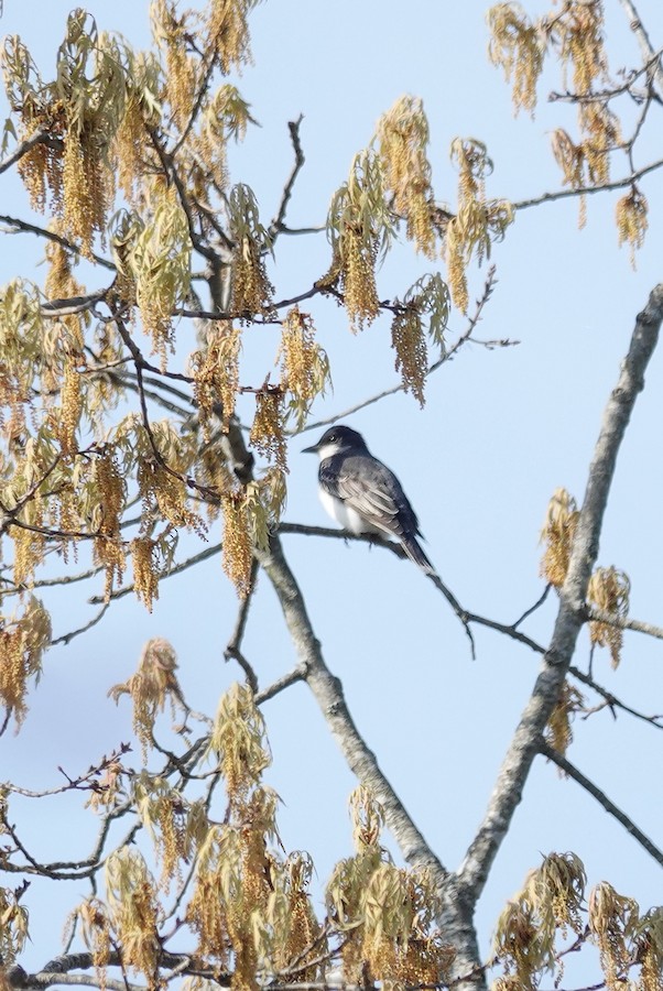 Eastern Kingbird - Kathleen Horn
