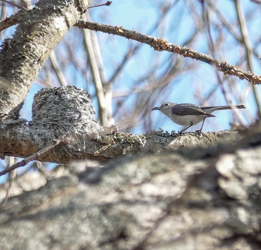 Blue-gray Gnatcatcher - Kathleen Horn