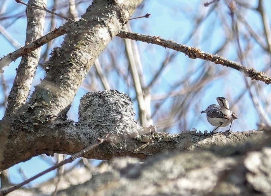 Blue-gray Gnatcatcher - Kathleen Horn