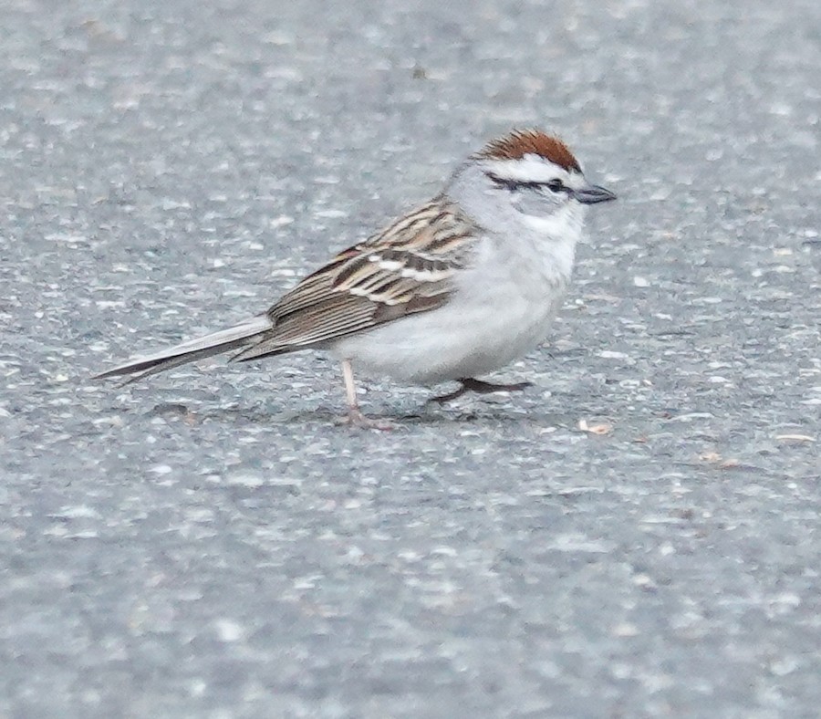 Chipping Sparrow - Kathleen Horn