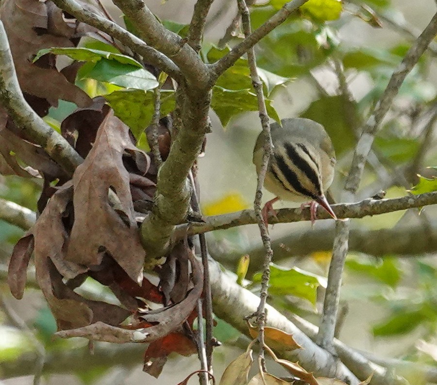 Worm-eating Warbler - Kathleen Horn