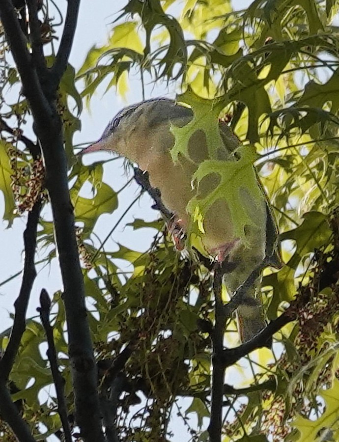Worm-eating Warbler - Kathleen Horn