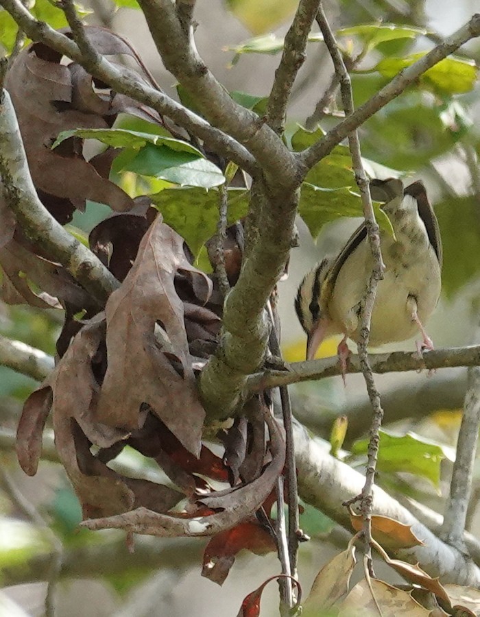 Worm-eating Warbler - Kathleen Horn