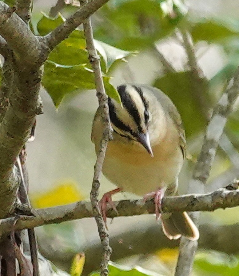 Worm-eating Warbler - Kathleen Horn