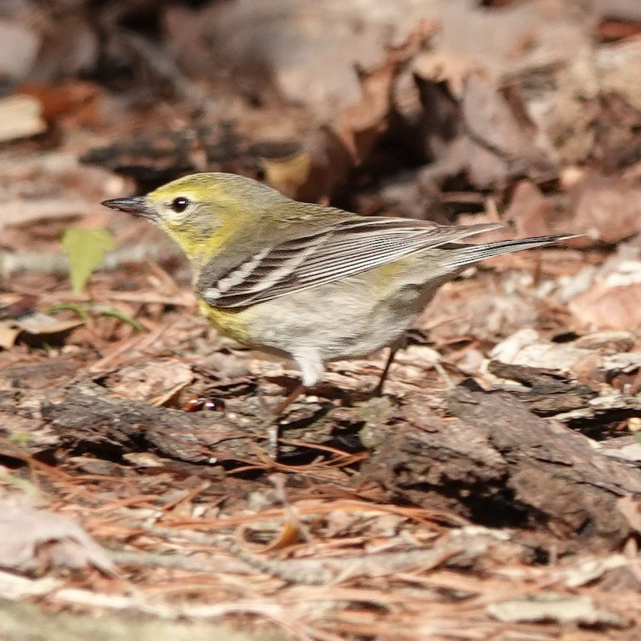 Pine Warbler - Kathleen Horn