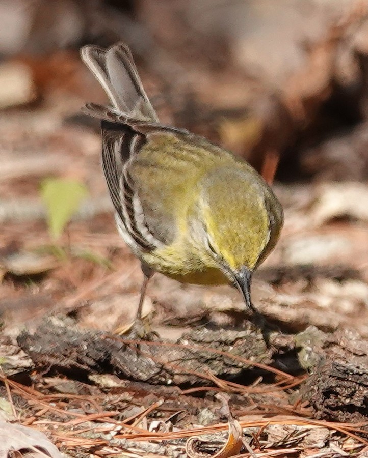Pine Warbler - Kathleen Horn