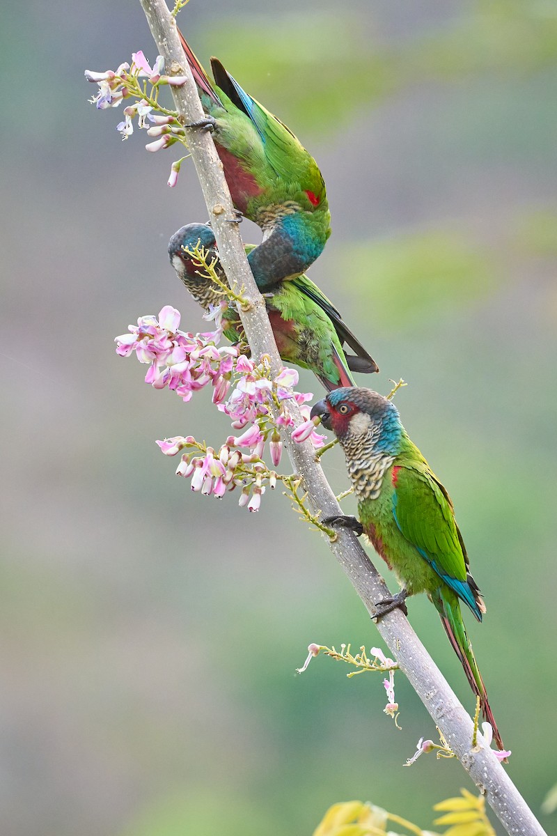アカオウロコインコ - ML634351135