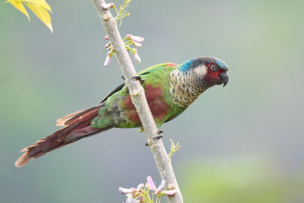 アカオウロコインコ - ML634351136