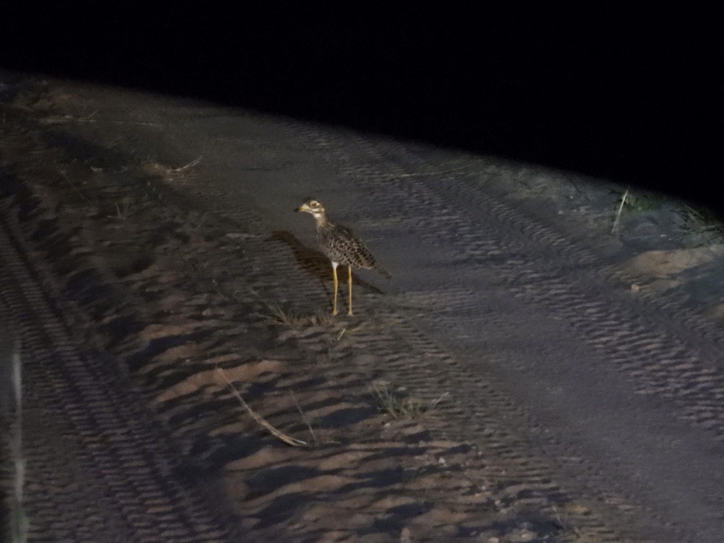 Spotted Thick-knee - ML634351268