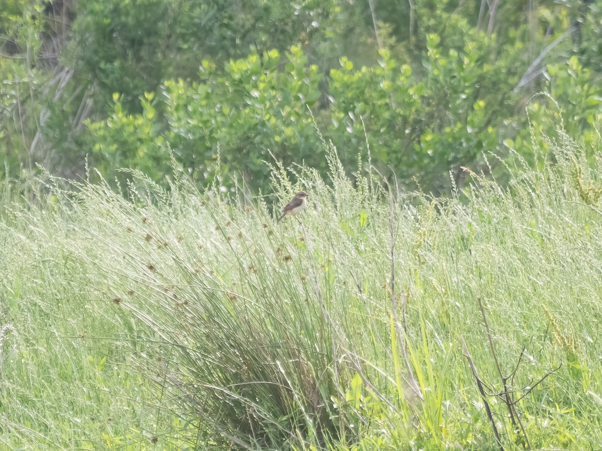Amur Stonechat - ML634351269