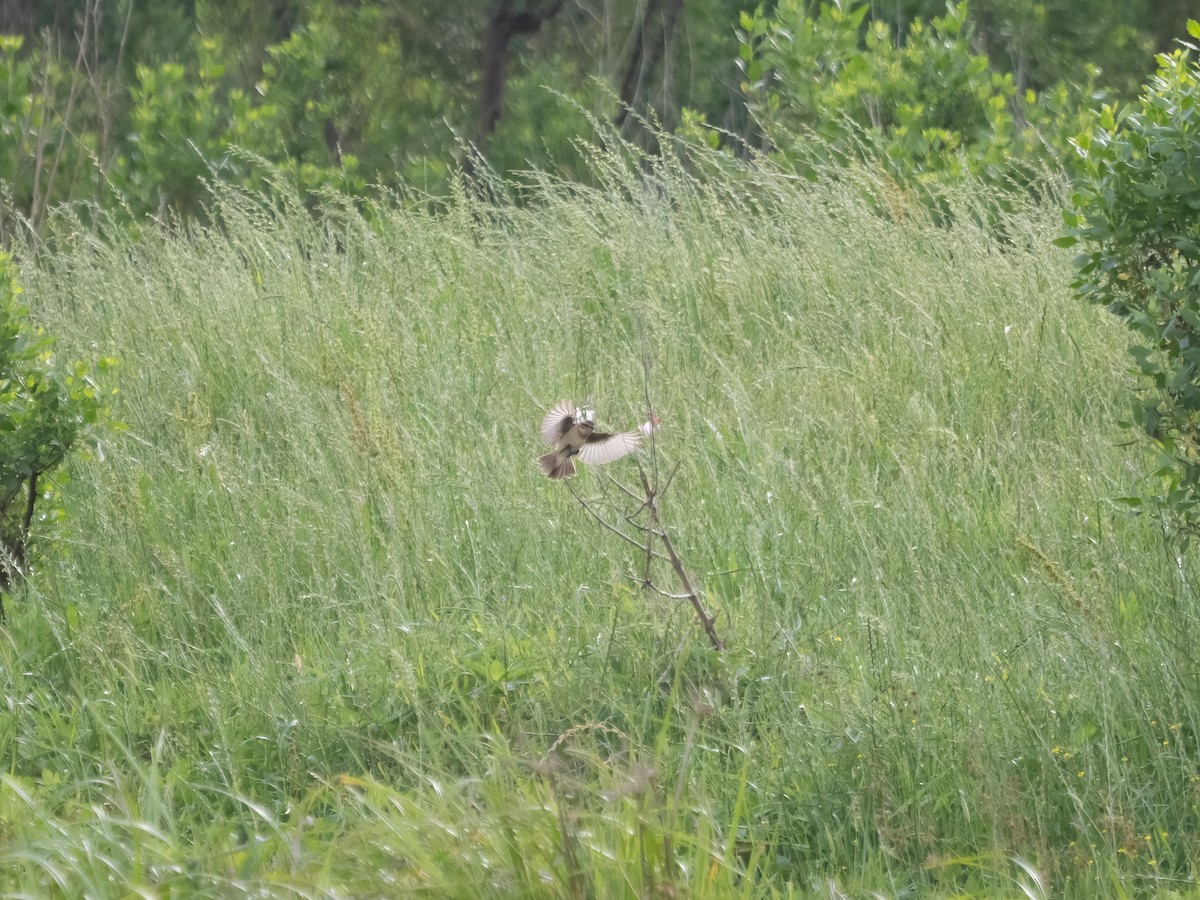 Amur Stonechat - ML634351270