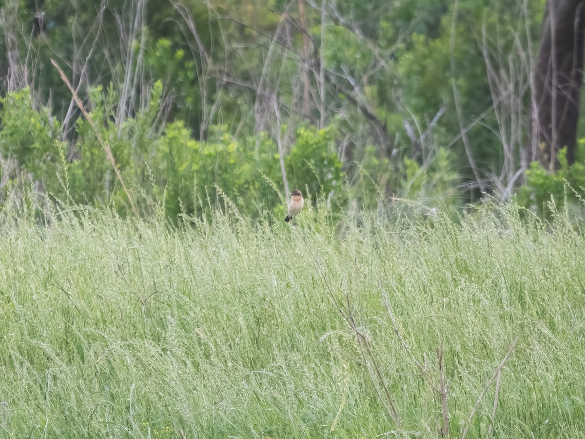 Amur Stonechat - ML634351271
