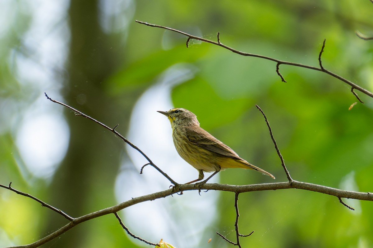 Palm Warbler - ML634351472