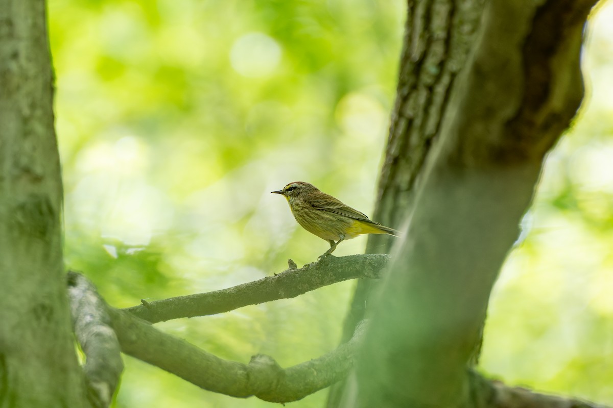 Palm Warbler - ML634351473