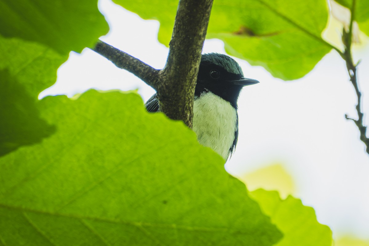 Black-throated Blue Warbler - ML634351484