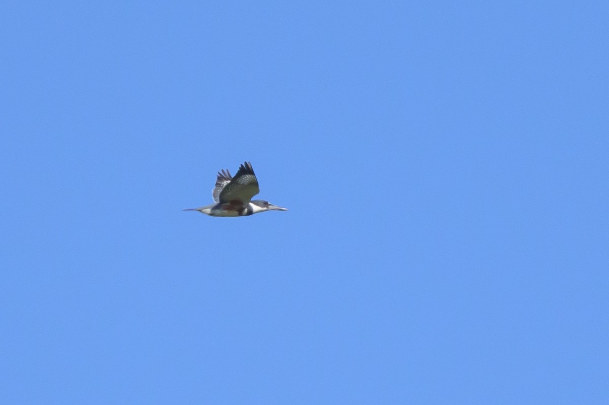 שלדג אמריקני - ML634351492
