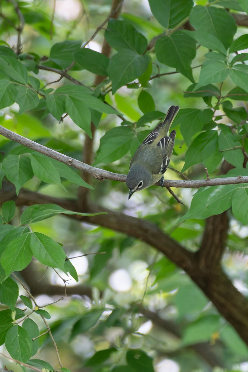 Blue-headed Vireo - ML634351493