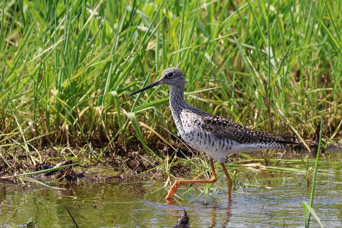 Greater Yellowlegs - ML634351586