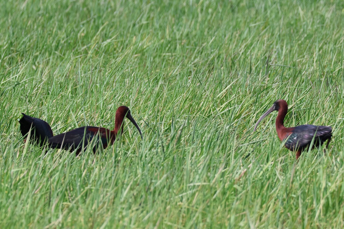 Glossy Ibis - ML634351612