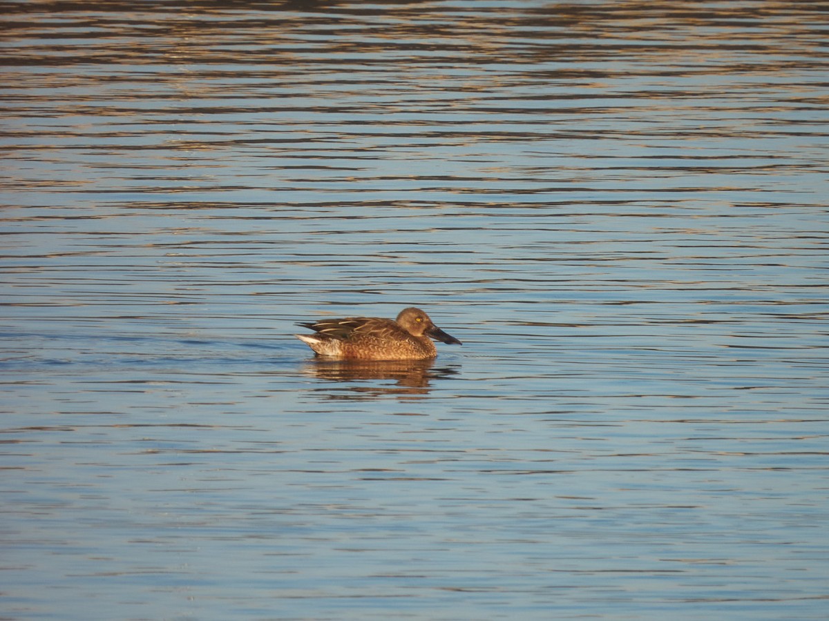 Northern Shoveler - ML634351656