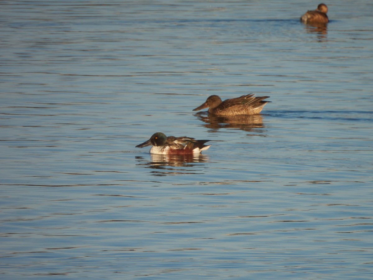 Northern Shoveler - ML634351705