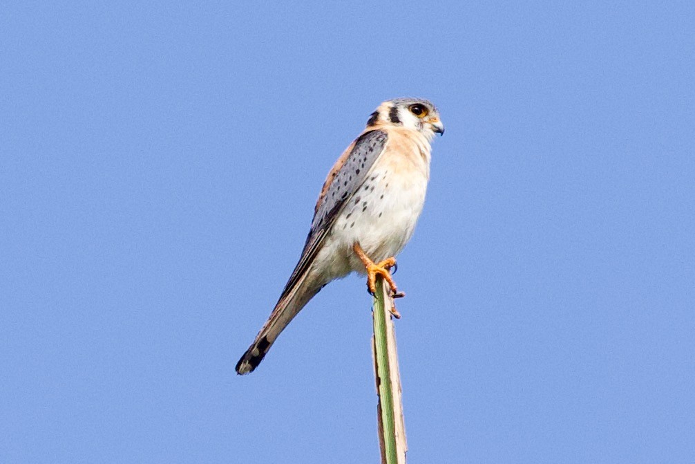 American Kestrel - ML634351760