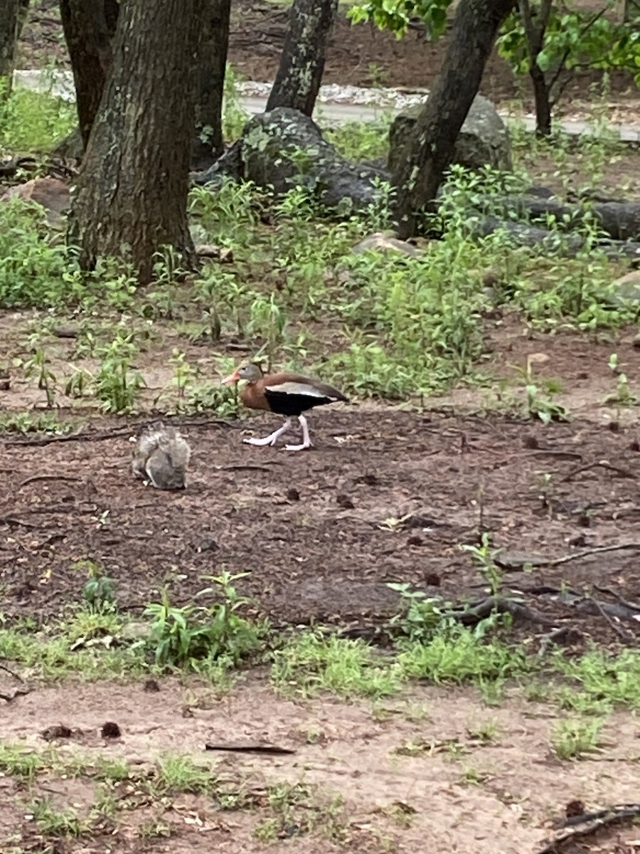 Black-bellied Whistling-Duck (Northern) - ML634351904