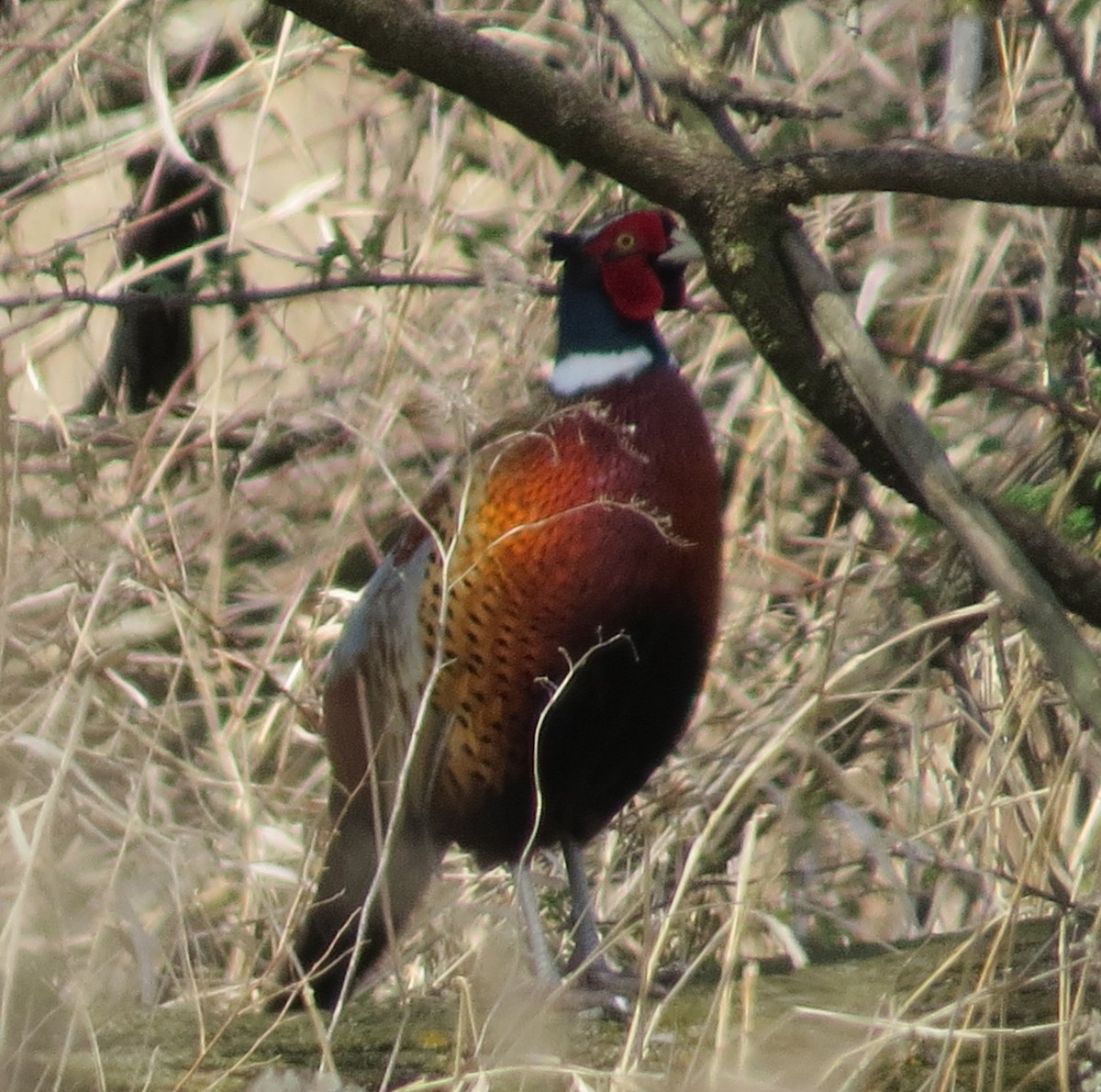 Ring-necked Pheasant - ML634351937