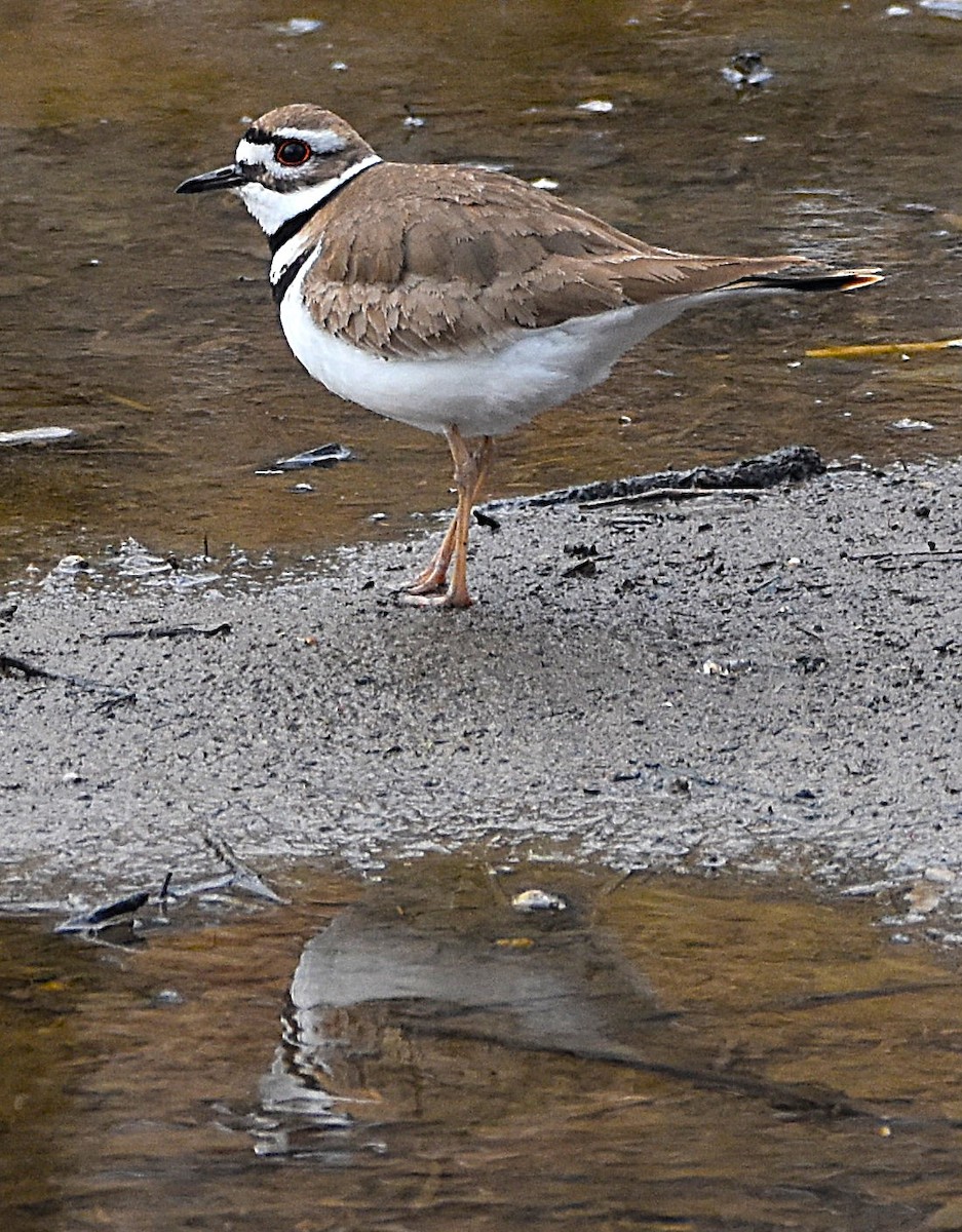 Killdeer - ML634352099
