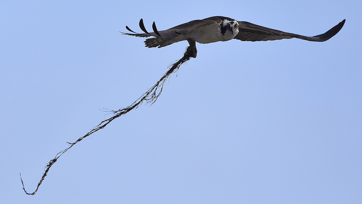 Osprey (American) - ML634352119