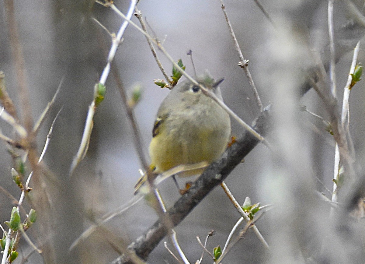 Ruby-crowned Kinglet - ML634352125
