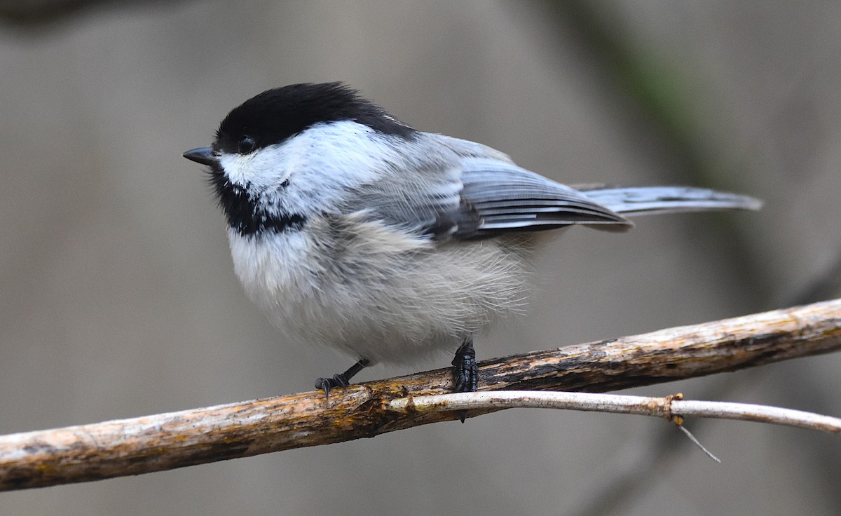 Black-capped Chickadee - ML634352132