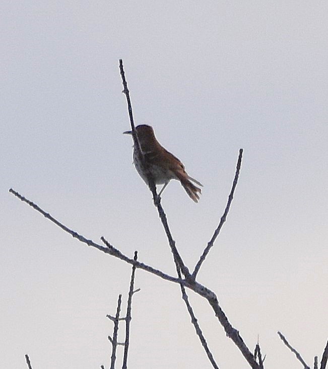 Brown Thrasher - ML634352138
