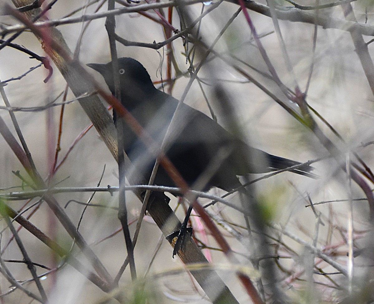 Rusty Blackbird - ML634352141