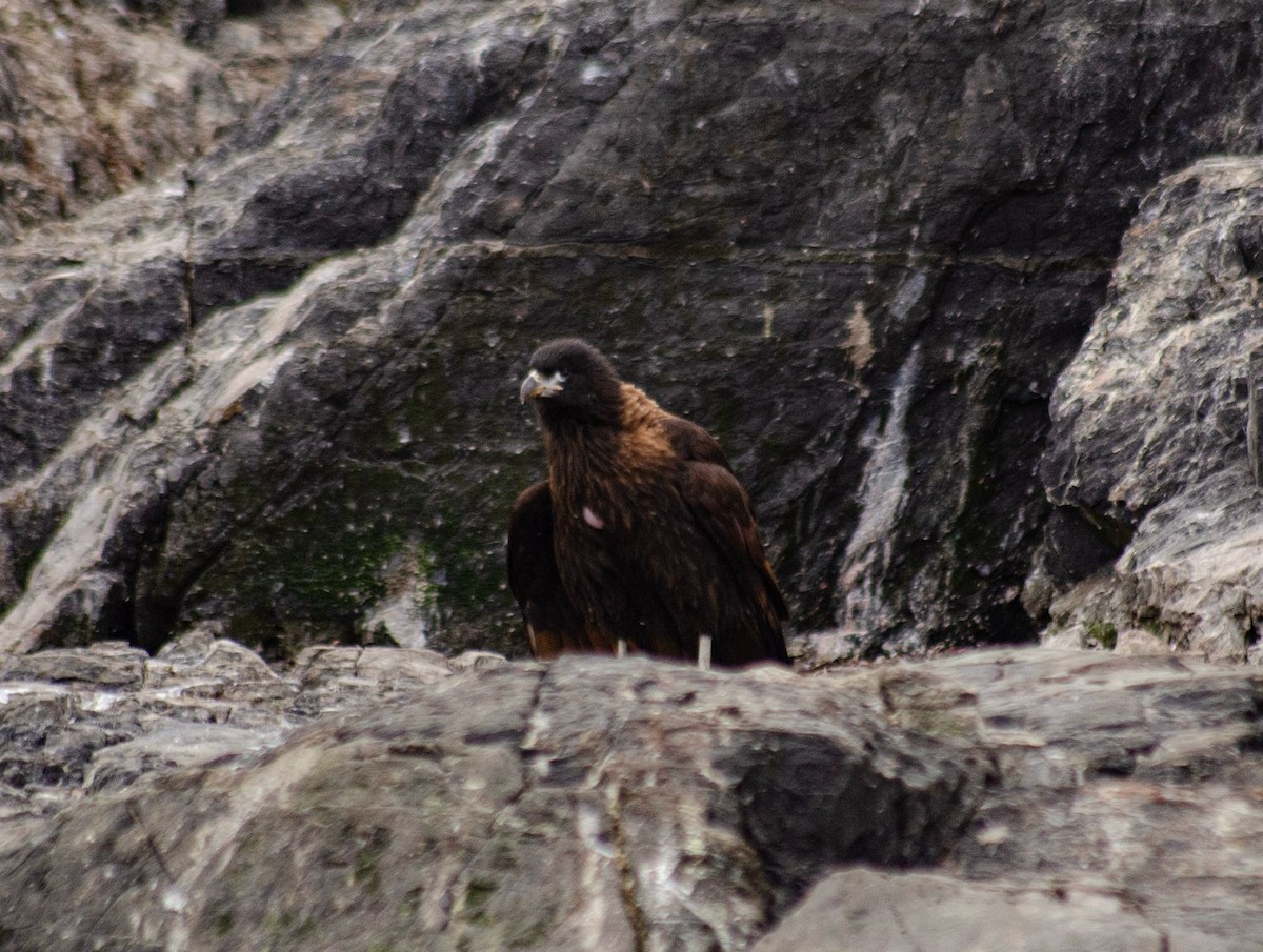 Striated Caracara - ML634352161
