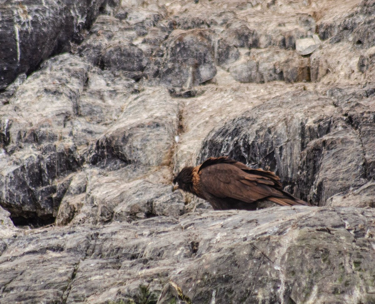 Striated Caracara - ML634352162