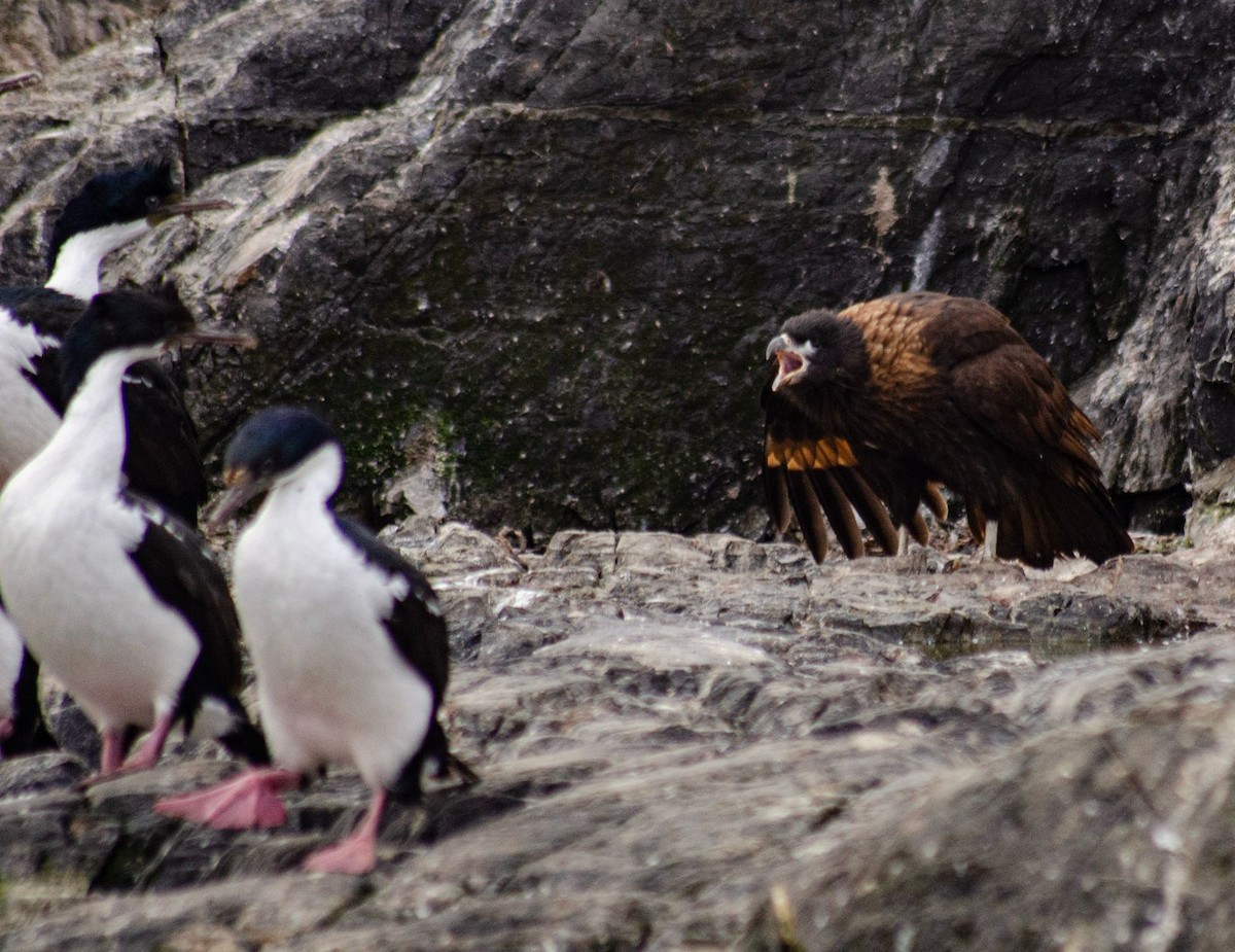 Striated Caracara - ML634352164